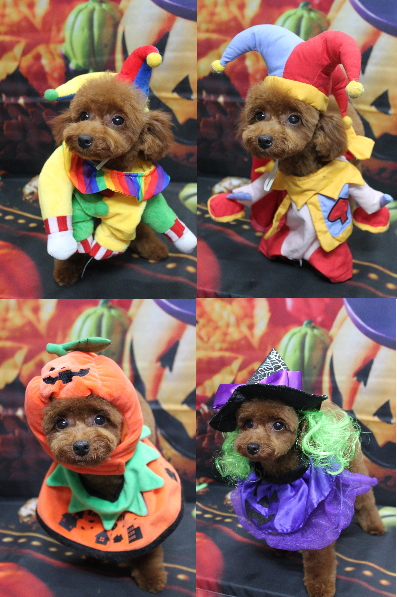 千葉県八千代市のトイプードルのトリミング画像