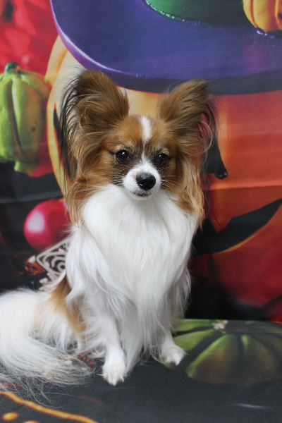 千葉県鎌ヶ谷市のパピヨンのトリミング前画像