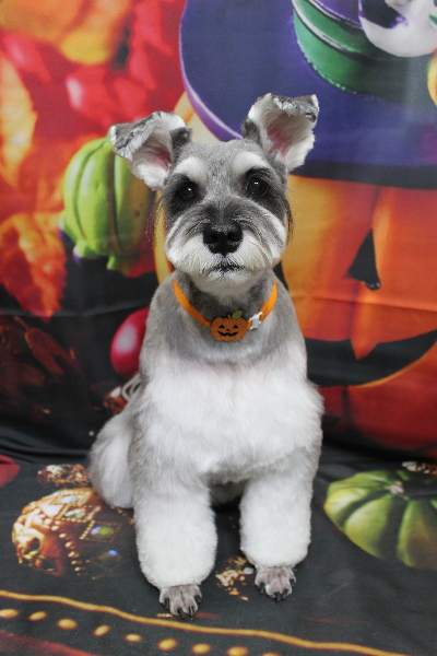 千葉県船橋市のミニチュアシュナウザーのトリミング画像