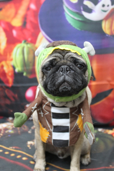 千葉県鎌ケ谷市のパグのトリミング画像