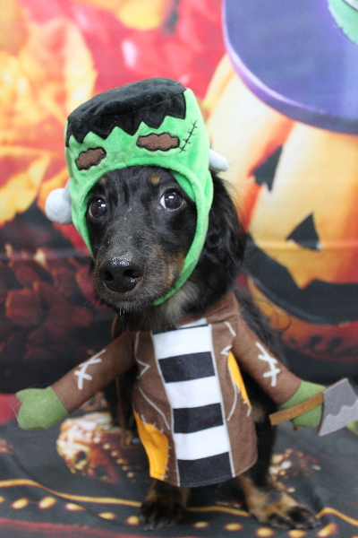 千葉県鎌ケ谷市のミックス犬のトリミング画像