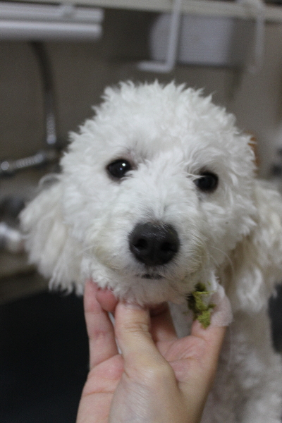 千葉県船橋市のトイプードルの歯磨き画像