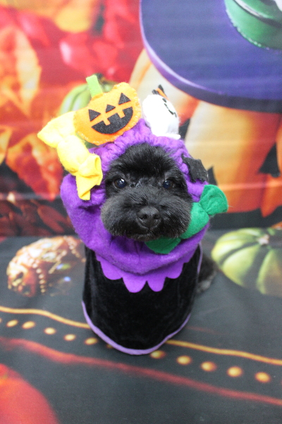 千葉県鎌ヶ谷市のトイプードルのトリミング画像