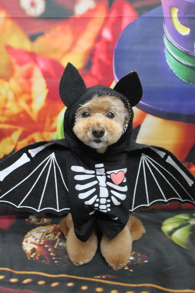 千葉県松戸市のトイプードルのトリミング画像