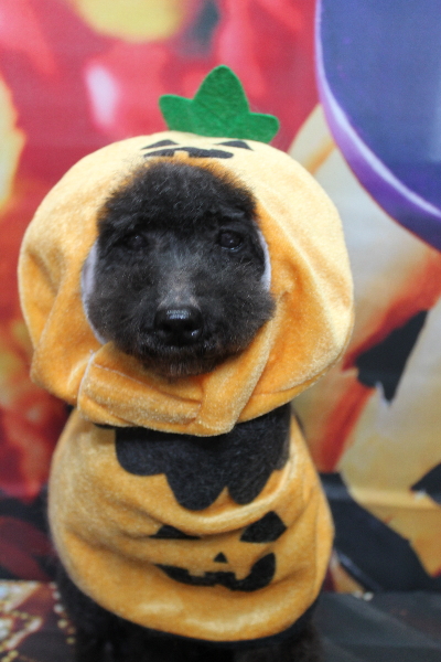 トイプードルブリーダーの成犬、トリミング画像