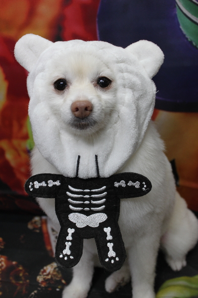 千葉県鎌ケ谷市ポメラニアンのトリミング画像