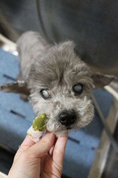 千葉県船橋市のトイプードルの歯磨き画像