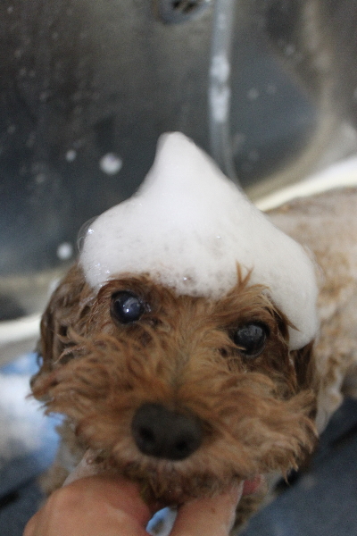 千葉県船橋市のトイプードルのシャンプー画像