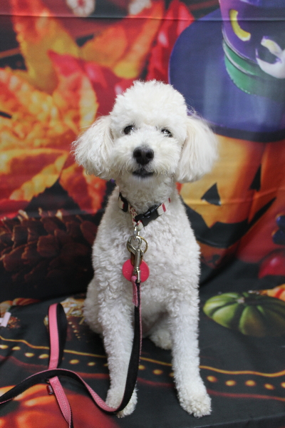 千葉県鎌ヶ谷市のトイプードルのトリミング前画像