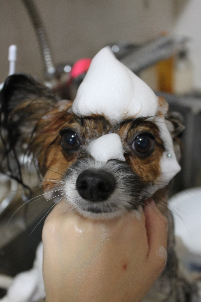 千葉県鎌ヶ谷市のパピヨンのシャンプー画像