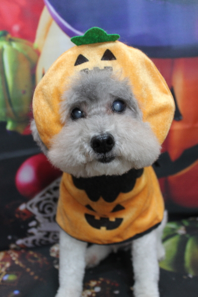 千葉県松戸市のトイプードルのトリミング画像