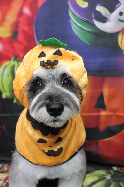 千葉県船橋市のミニチュアシュナウザーのトリミング画像