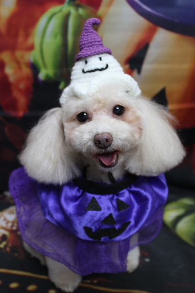 千葉県船橋市のトイプードルのトリミング画像