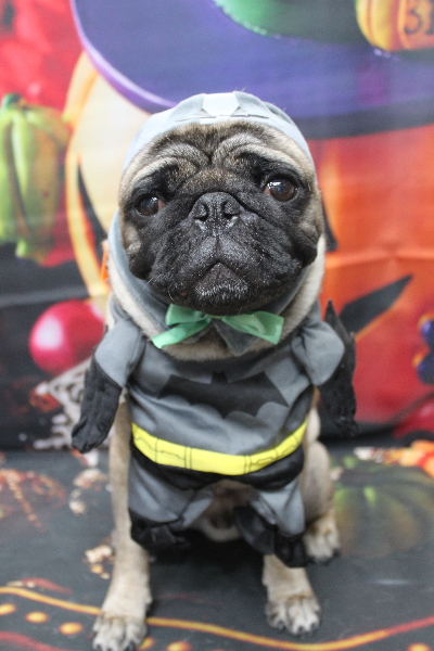 千葉県鎌ケ谷市のパグのトリミング画像