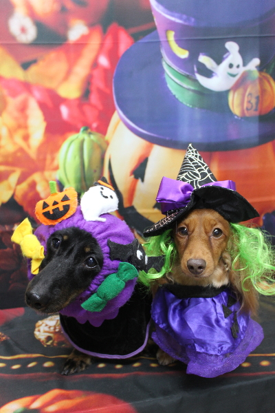 千葉県鎌ケ谷市のミニチュアダックスのトリミング画像