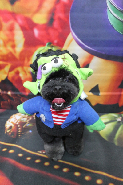 千葉県鎌ヶ谷市のトイプードルのトリミング画像