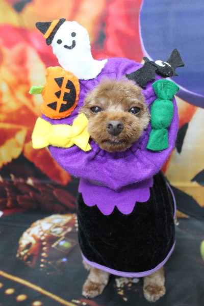 千葉県鎌ケ谷市のトイプードルのトリミング画像