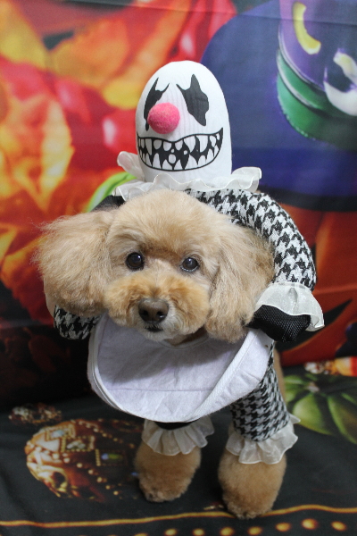 千葉県松戸市のトイプードルのトリミング画像