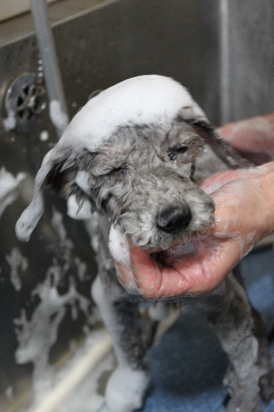 千葉県船橋市のトイプードルのシャンプー画像