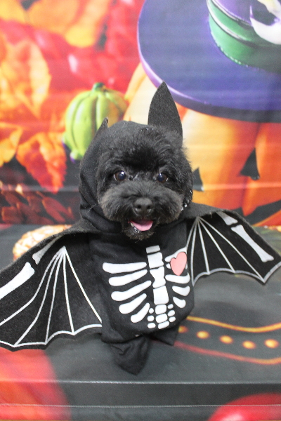 千葉県鎌ヶ谷市のトイプードルのトリミング画像