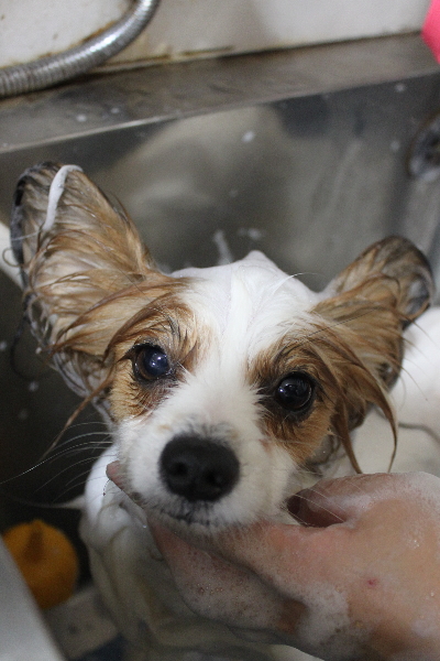 千葉県鎌ヶ谷市のパピヨンのシャンプー画像