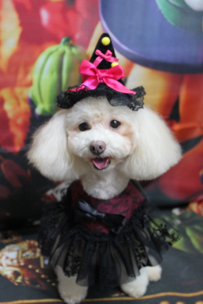 千葉県船橋市のトイプードルのトリミング画像