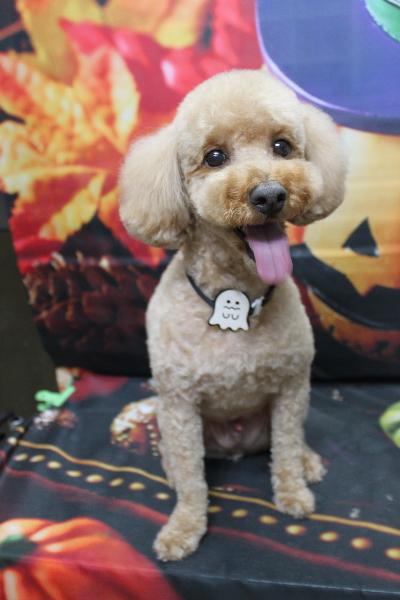 千葉県船橋市のトイプードルのトリミング画像