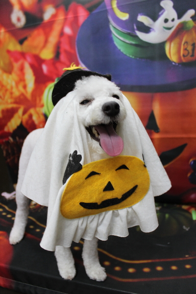 千葉県船橋市のトイプードルのトリミング画像