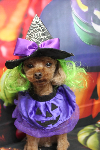 千葉県鎌ケ谷市のトイプードルのトリミング画像