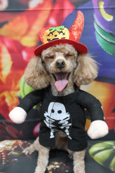 千葉県船橋市のトイプードルのトリミング画像