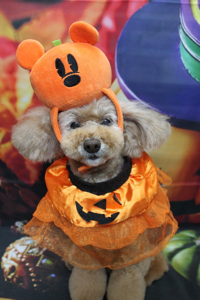 千葉県松戸市のトイプードルのトリミング画像