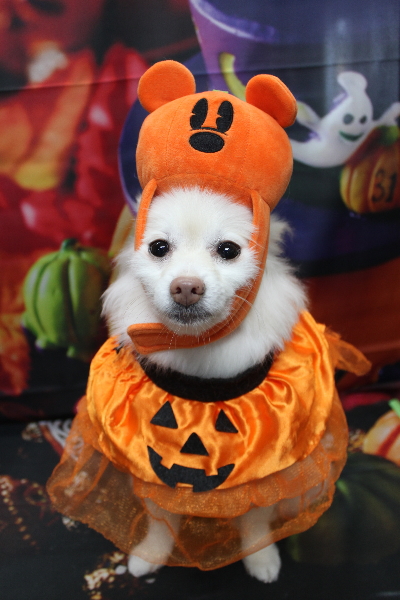 千葉県鎌ケ谷市ポメラニアンのトリミング画像