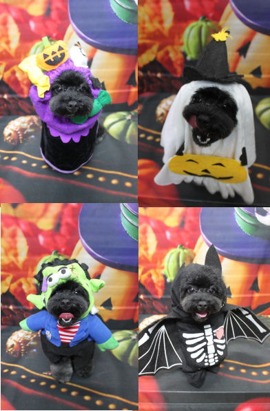 千葉県鎌ヶ谷市のトイプードルのトリミング画像