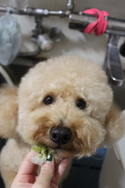 千葉県船橋市のトイプードルの歯磨き画像