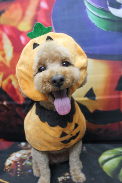 千葉県船橋市のトイプードルのトリミング画像