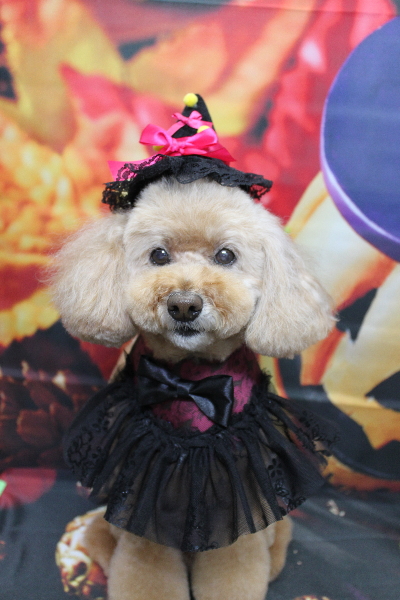 千葉県松戸市のトイプードルのトリミング画像