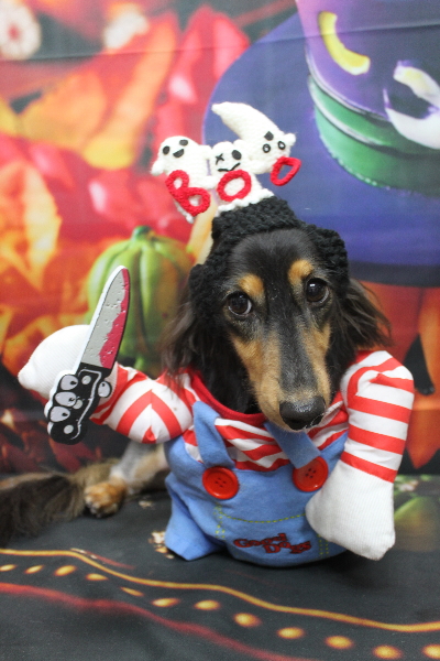 千葉県船橋市のミニチュアダックスのトリミング画像