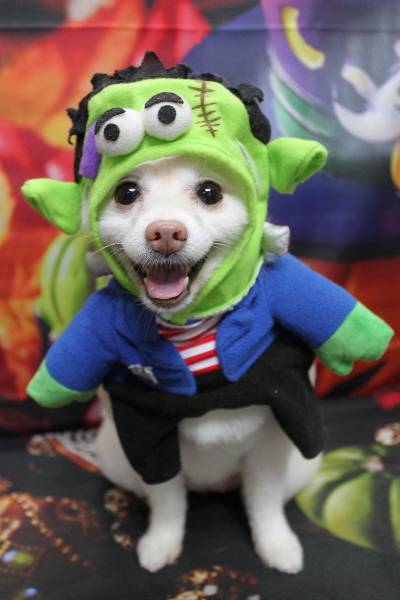 千葉県鎌ケ谷市ポメラニアンのトリミング画像