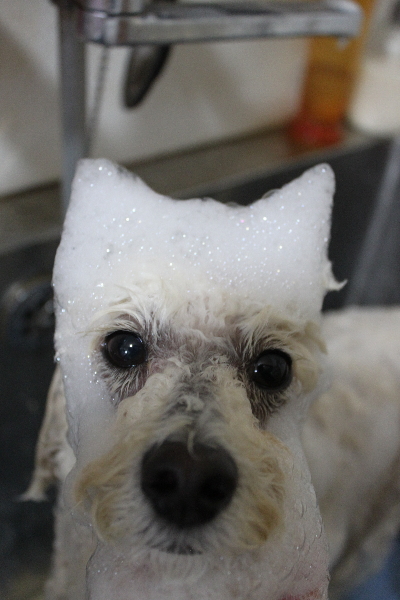 千葉県鎌ヶ谷市のトイプードルのシャンプー画像