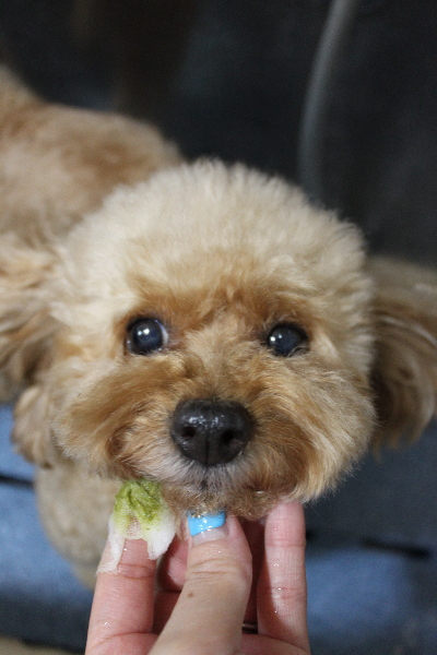 千葉県船橋市のトイプードルの歯磨き画像