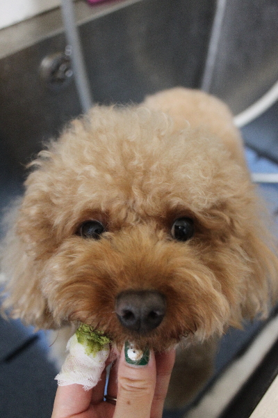 東京都大田区のトイプードルの歯磨き画像