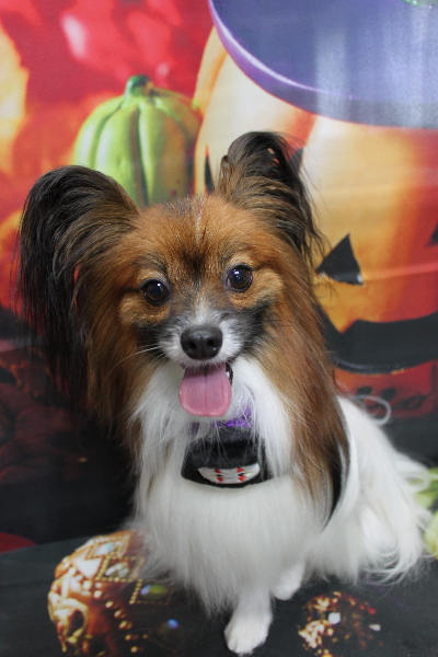 千葉県鎌ヶ谷市のパピヨンのトリミング画像