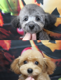 トイプードルブリーダーの子犬、トリミング画像