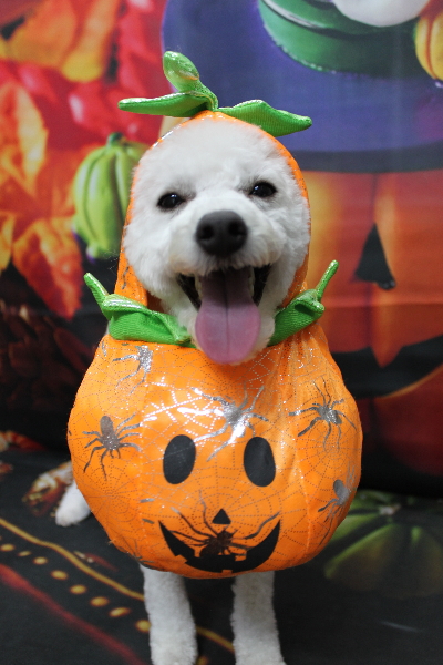 千葉県船橋市のトイプードルのトリミング画像