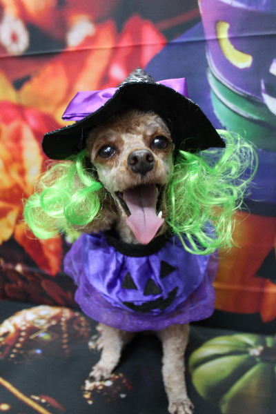 千葉県船橋市のトイプードルのトリミング画像