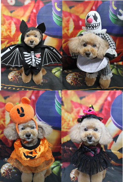 千葉県松戸市のトイプードルのトリミング画像