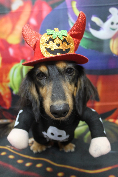 千葉県船橋市のミニチュアダックスのトリミング画像