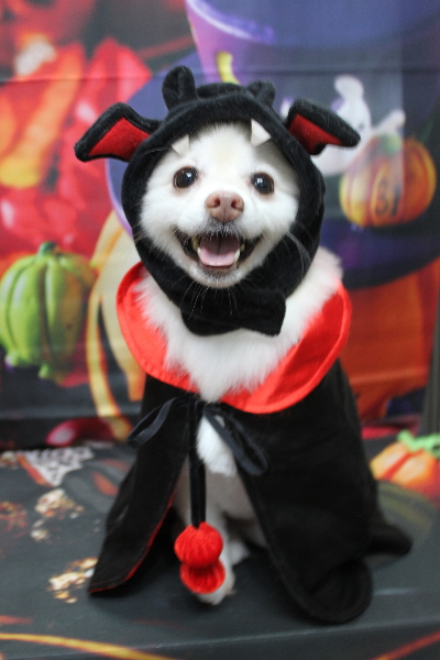 千葉県鎌ケ谷市ポメラニアンのトリミング画像