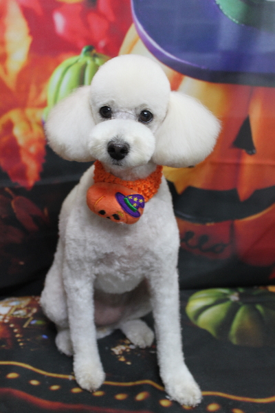 千葉県鎌ヶ谷市のトイプードルのトリミング画像