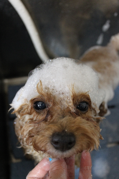 千葉県船橋市のトイプードルのシャンプー画像